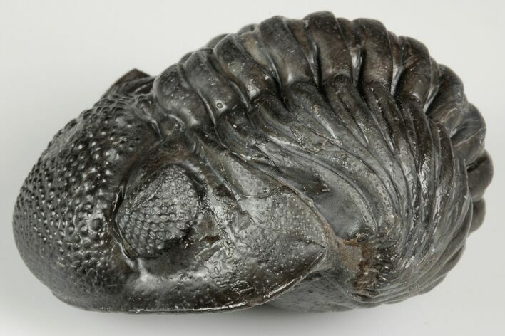 Wide, Enrolled Pedinopariops Trilobite #190608